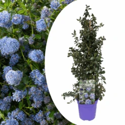 Ceanothus Thyrsiflorus Repens - Arbuste - Pot 17cm - Hauteur 60-70cm