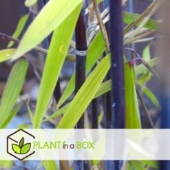 Fargesia Gansu - Set De 4 - Bambou Non Invasif - Pot 17cm - Hauteur 50-70cm -Ryobi Jardin Boutique 6459516a5d0c52.07792490