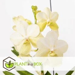 Vanda Tayanee White - Orchidée Tropicale - Magnifique Couleurs - Hauteur 50-60cm -Ryobi Jardin Boutique 6459521dbdcab9.64992120