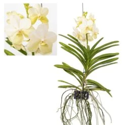 Vanda Tayanee White - Orchidée Tropicale - Magnifique Couleurs - Hauteur 50-60cm