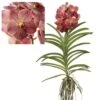 Vanda Leopard Coral - Orchidée Tropicale - Orchidée En Fleur - Hauteur 75-85cm