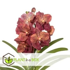 Vanda Leopard Coral - Orchidée Tropicale - Orchidée En Fleur - Hauteur 75-85cm -Ryobi Jardin Boutique 64595220aba3b5.16105552