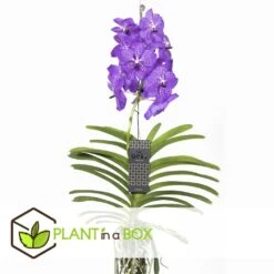 Vanda New Blue - Orchidée Tropicale - Magnifique Couleurs - Hauteur 50-60cm -Ryobi Jardin Boutique 64595223977a18.64238423