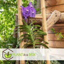 Vanda New Blue - Orchidée Tropicale - Magnifique Couleurs - Hauteur 50-60cm -Ryobi Jardin Boutique 645952239bcf40.73598568