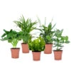Plantes D'intérieur Purificatrices D'air - Mix De 5 - Pot 12cm - Hauteur 25-40cm