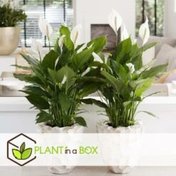 Plantes D'intérieur Purificatrices D'air - Mix De 5 - Pot 12cm - Hauteur 25-40cm -Ryobi Jardin Boutique 645a3a104eada8.89065766
