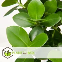 Plantes D'intérieur Purificatrices D'air - Mix De 5 - Pot 12cm - Hauteur 25-40cm -Ryobi Jardin Boutique 645a3a1057bee5.82607772