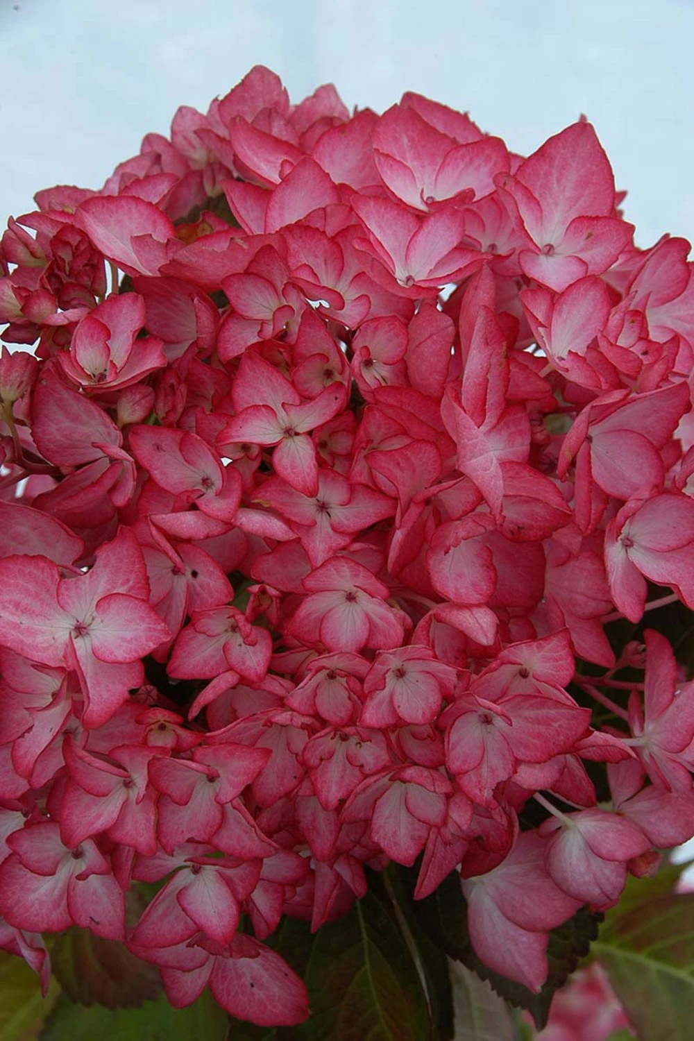 Hortensia 'salsa ?' - 5l 1 Hortensia 'salsa ?' - 5l