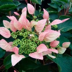 Schizophragma Hydrangeoides 'roseum' - Schizophragma Hydrangeoides 3l -Ryobi Jardin Boutique 645d6487257c62.48362982