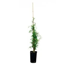 Sollya Heterophylla "alba" - Sollya Heterophylla 3l -Ryobi Jardin Boutique 6462273d4d69c0.06698975