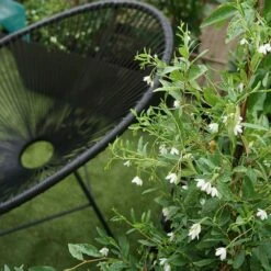 Sollya Heterophylla "alba" - Sollya Heterophylla 3l -Ryobi Jardin Boutique 6462273d5708b7.55576589