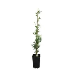 Sollya Heterophylla - Sollya Heterophylla 3l -Ryobi Jardin Boutique 6462273f371949.61786728