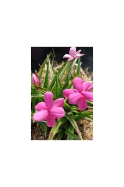 Rhodohypoxis 'paula' - 2l