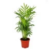 Chamaedorea Elegans - Palmier De Montagne - 3 Plantes En Pot De 12cm