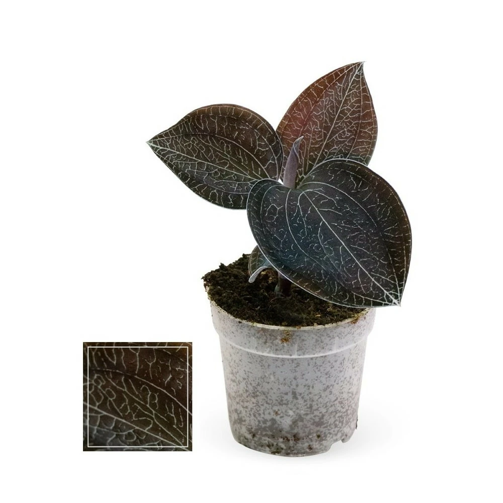 Jewel Orchid - Macodes Anoectochilus Onyx - Mini Orchidée Terrestre à Feuilles Fantaisies - Pot 6cm 1 Jewel Orchid - Macodes Anoectochilus Onyx - Mini Orchidée Terrestre à Feuilles Fantaisies - Pot 6cm