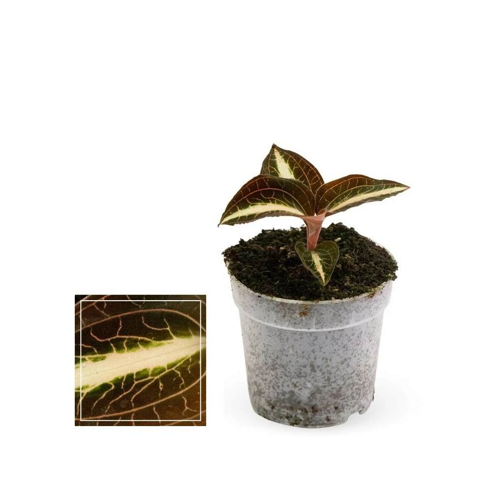 Jewel Orchid - Macodes Anoectochilus Amber - Mini Orchidée Terrestre à Feuilles Fantaisies - Pot 6cm 1 Jewel Orchid - Macodes Anoectochilus Amber - Mini Orchidée Terrestre à Feuilles Fantaisies - Pot 6cm