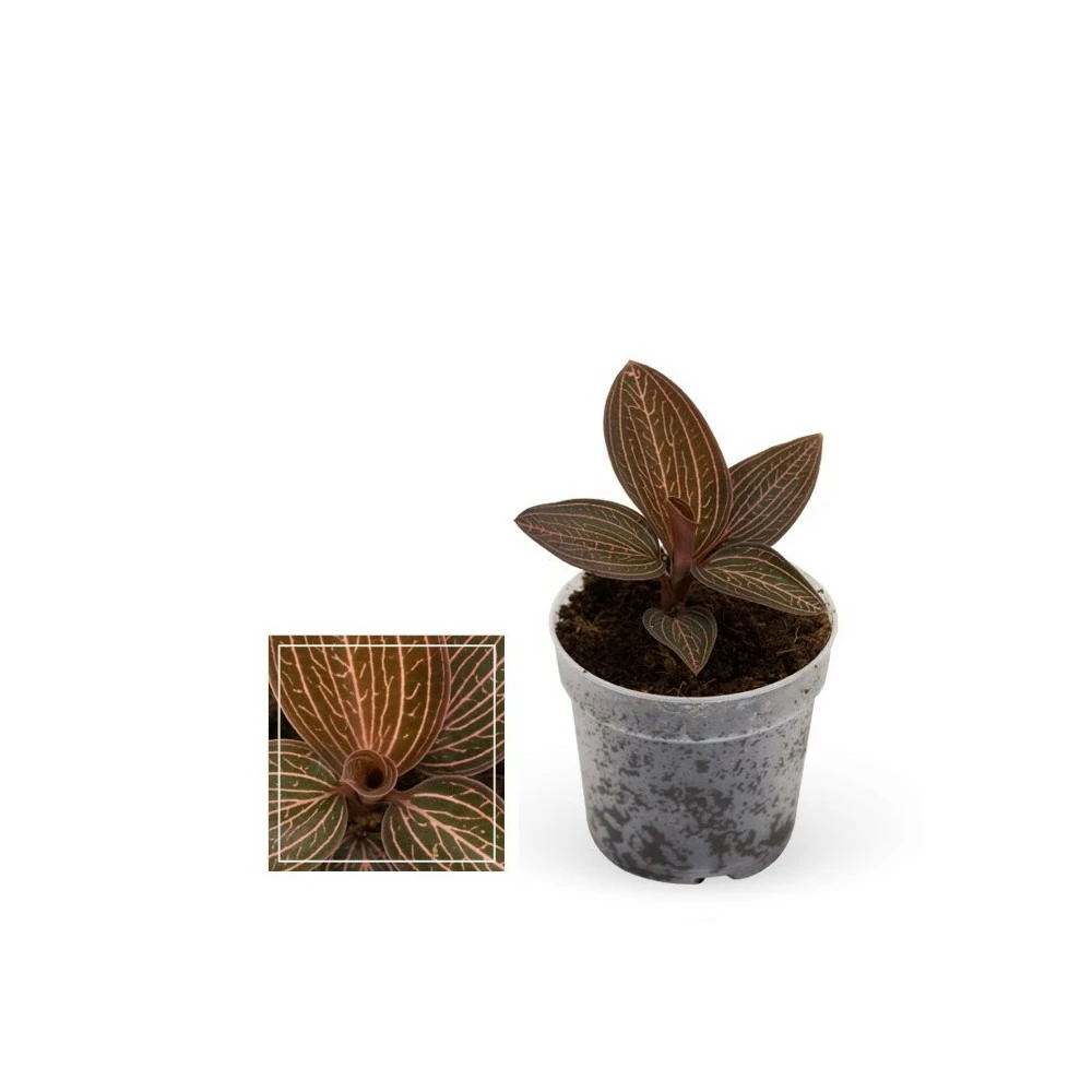 Jewel Orchid - Ludisia Ruby - Mini Orchidée Terrestre à Feuilles Fantaisies - Pot 6cm 1 Jewel Orchid - Ludisia Ruby - Mini Orchidée Terrestre à Feuilles Fantaisies - Pot 6cm