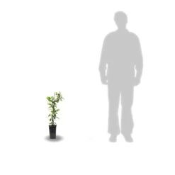 Clématite Kimiko™ 'evipo066'/pot De 1,5l - Tuteur Bambou 30/60 Cm -Ryobi Jardin Boutique 64681bb435c265.34814750