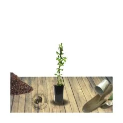 Clématite Kimiko™ 'evipo066'/pot De 1,5l - Tuteur Bambou 30/60 Cm -Ryobi Jardin Boutique 64681bb4411032.64676282