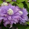 Clématite Diamantina Regal® Evipo039(n) - Clematis 3l