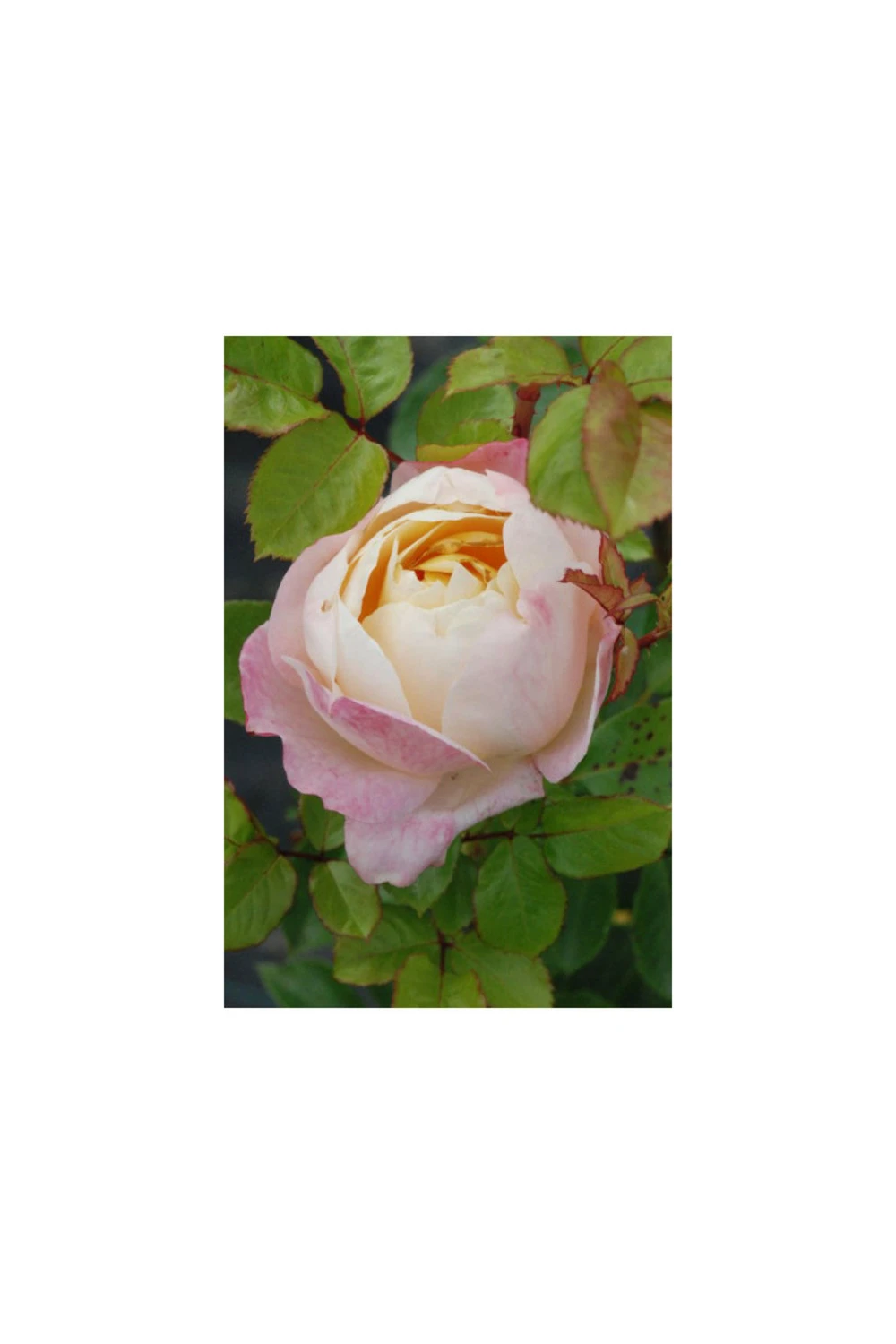 Rosier 'isabelle Autissier' ? - 5l 1 Rosier 'isabelle Autissier' ? - 5l