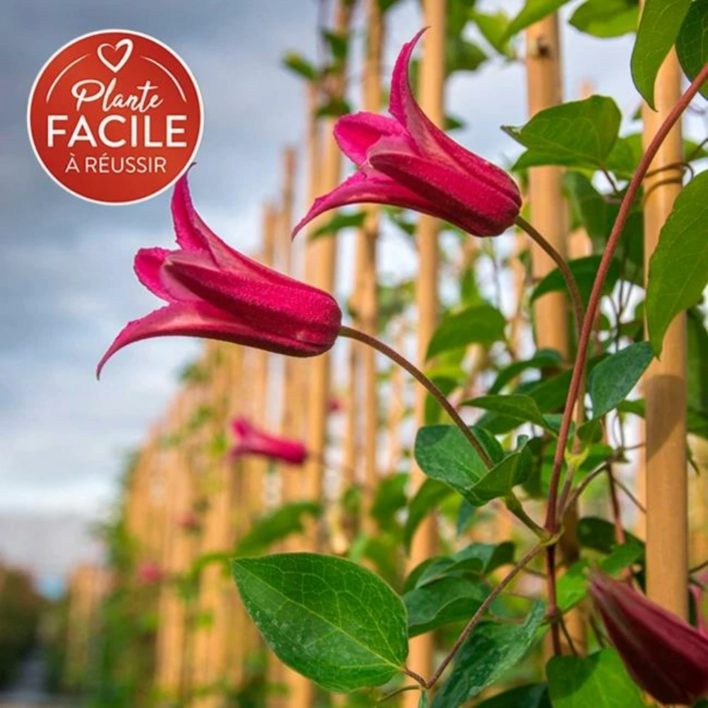 Clématite 'princess Diana' - Clematis Texensis 3l 1 Clématite 'princess Diana' - Clematis Texensis 3l