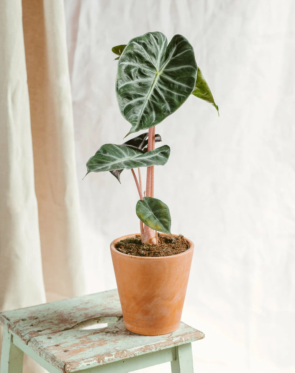 Plante D'intérieur - Alocasia Pink Dragon 25cm 1 Plante D'intérieur - Alocasia Pink Dragon 25cm