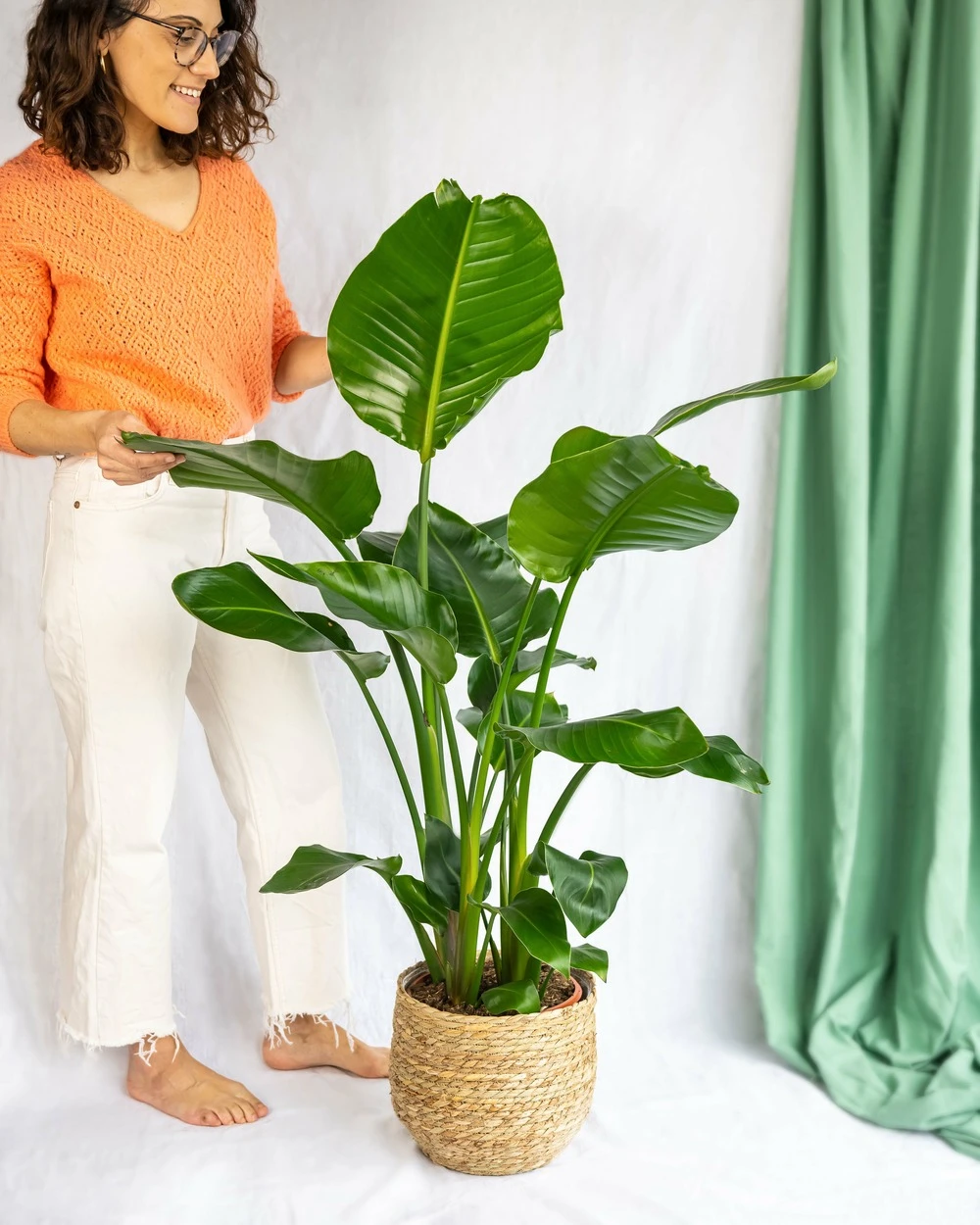 Plante D'intérieur - Strelitzia Nicolai Xl 130cm 1 Plante D'intérieur - Strelitzia Nicolai Xl 130cm