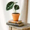 Plante D'intérieur - Alocasia Black Velvet 35cm