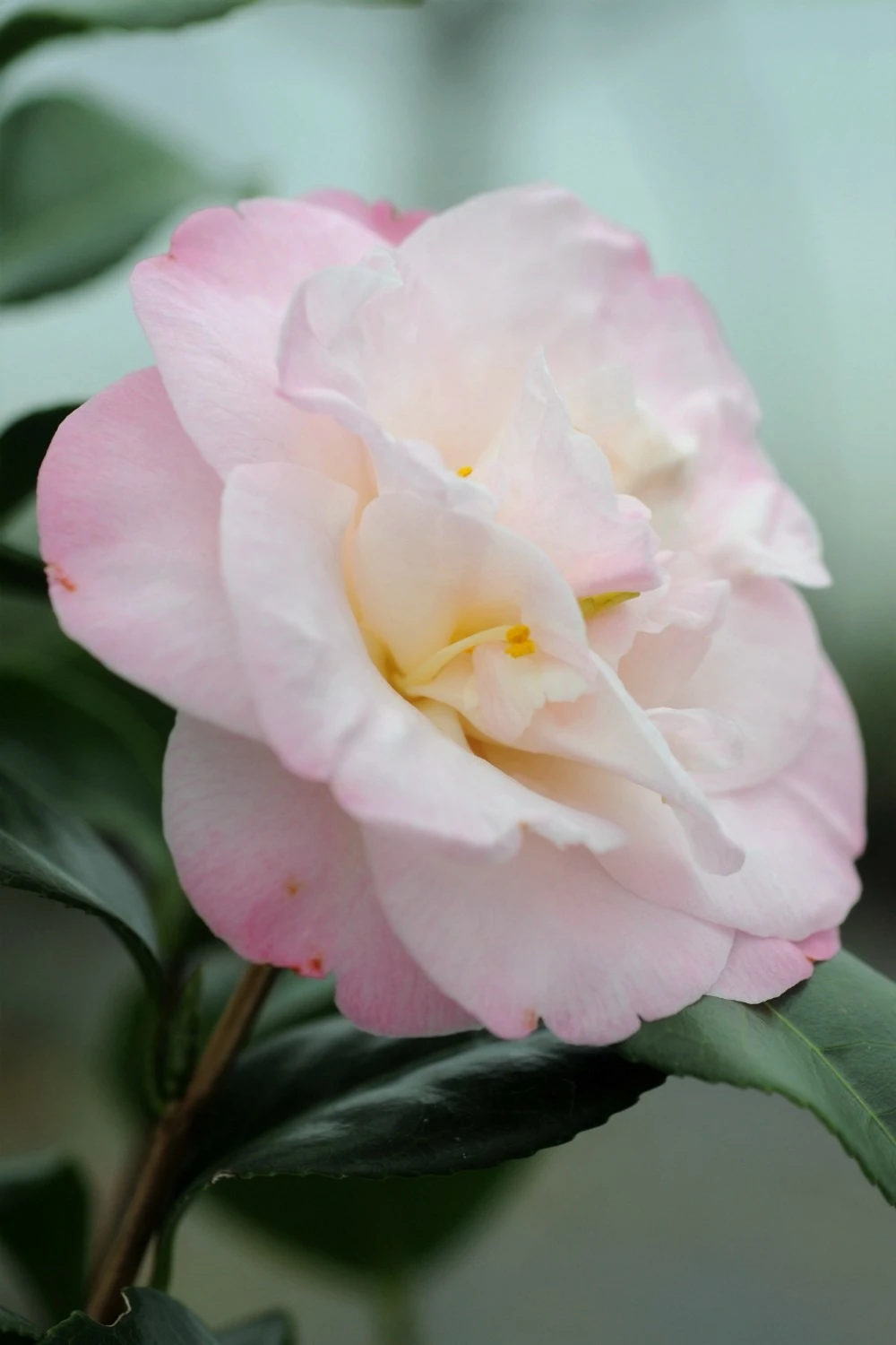 Camélia 'dr Tinsley' - 1l 1 Camélia 'dr Tinsley' - 1l