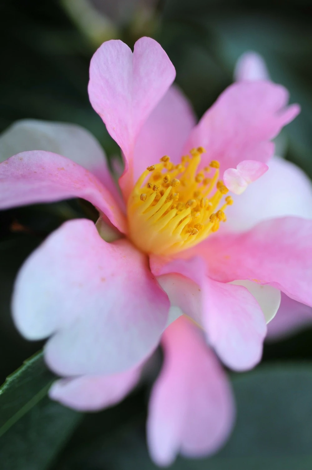 Camélia 'yume' - 4l 1 Camélia 'yume' - 4l