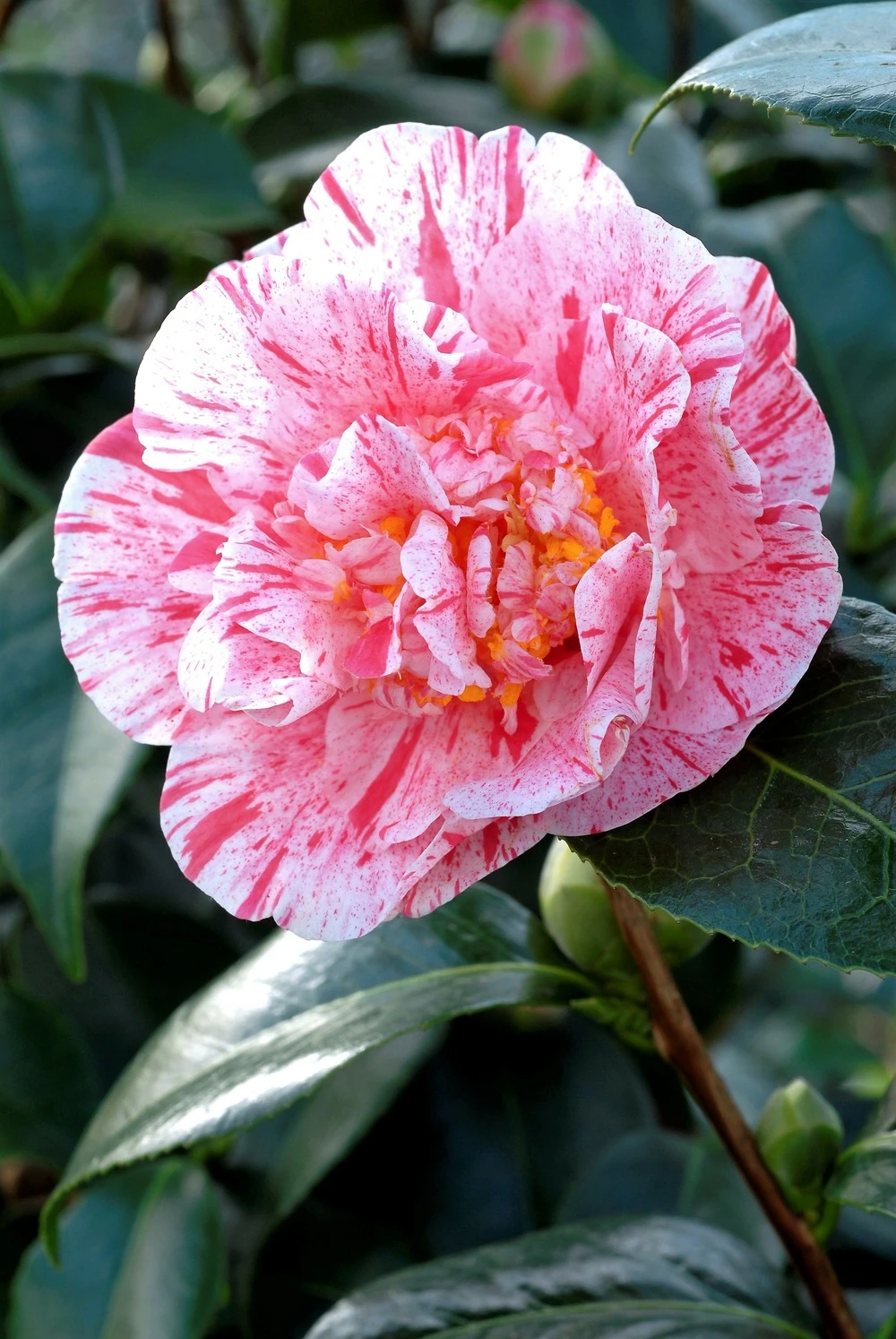 Camélia 'mrs Nellie Eastman' - 4l 1 Camélia 'mrs Nellie Eastman' - 4l