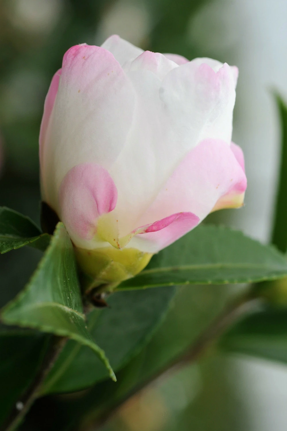 Camélia 'vanessa' - 4l 1 Camélia 'vanessa' - 4l