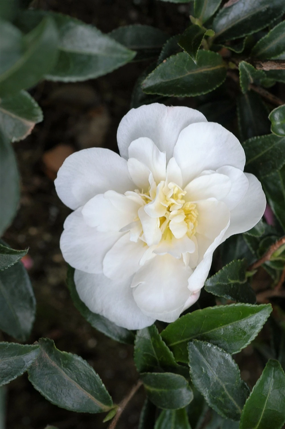 Camélia 'helen' - 4l 1 Camélia 'helen' - 4l