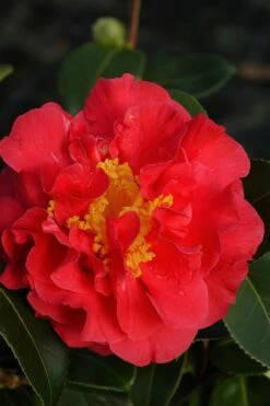 Camélia 'blood Of China' - 4l