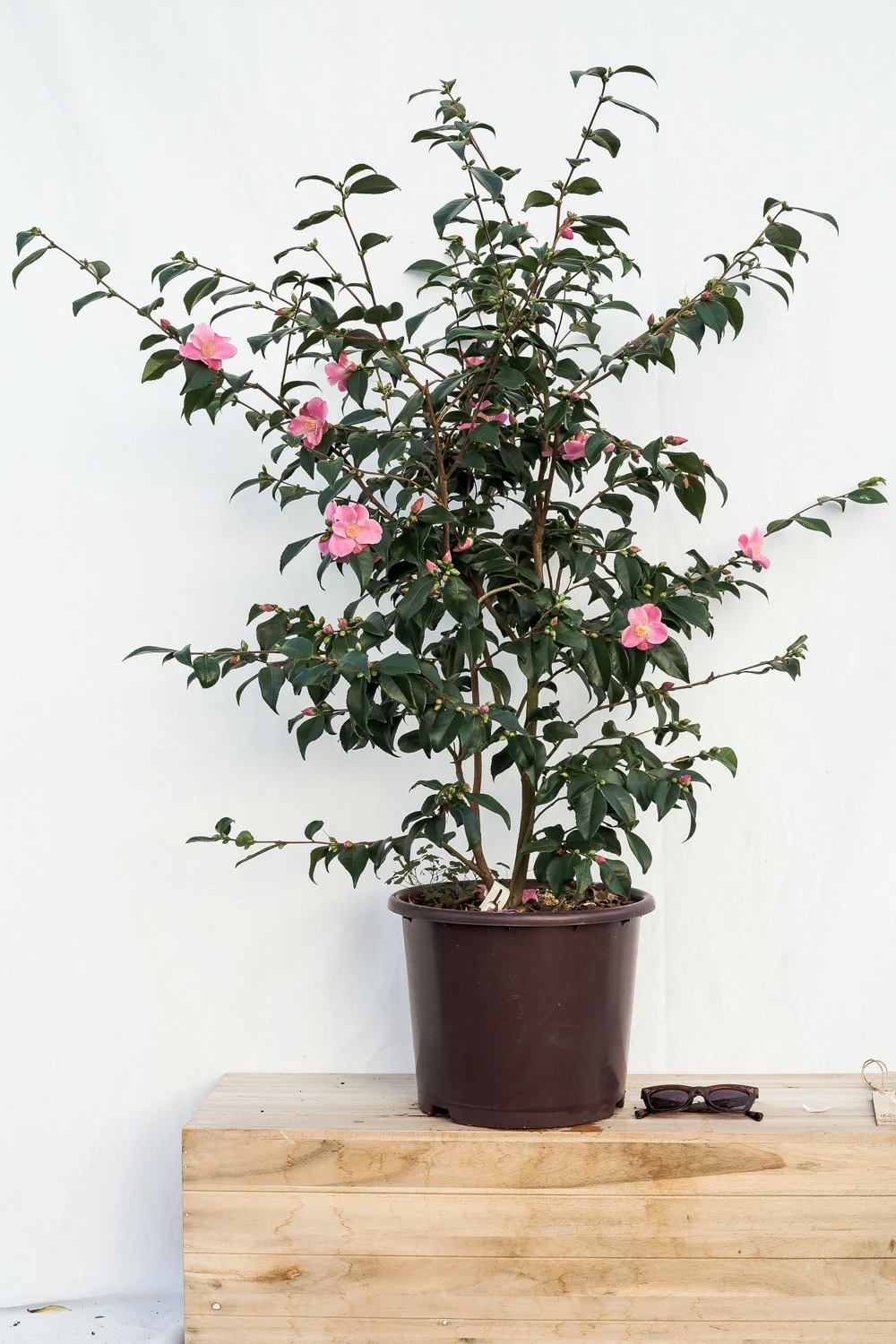 Camélia 'minato-no-akebono' - 5l 1 Camélia 'minato-no-akebono' - 5l