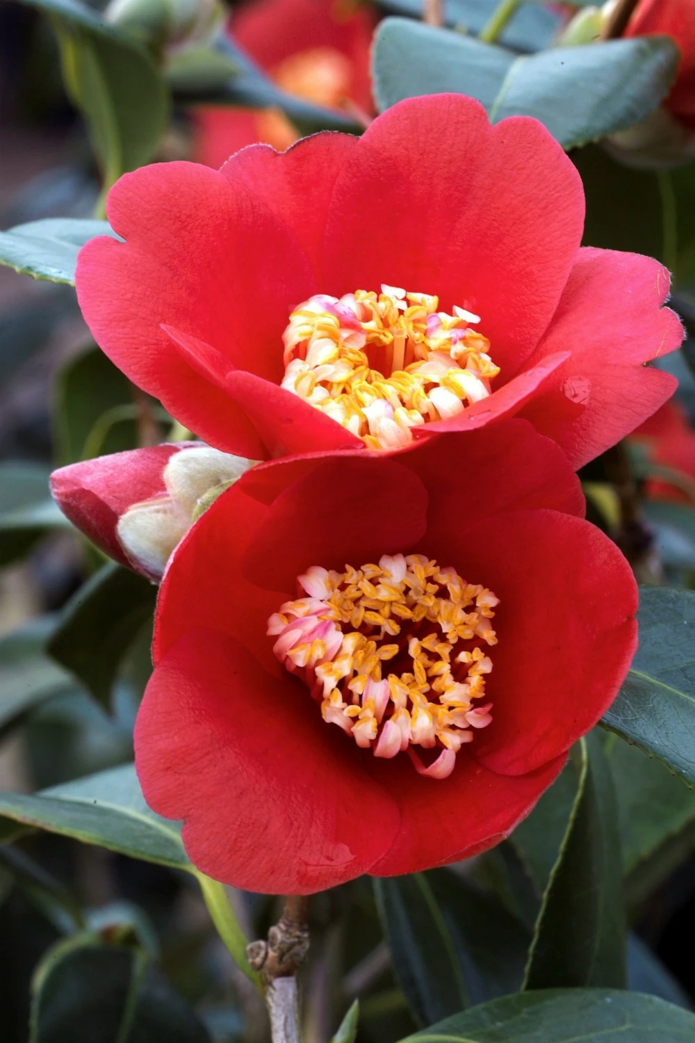 Camélia 'kimberley' - 4l 1 Camélia 'kimberley' - 4l