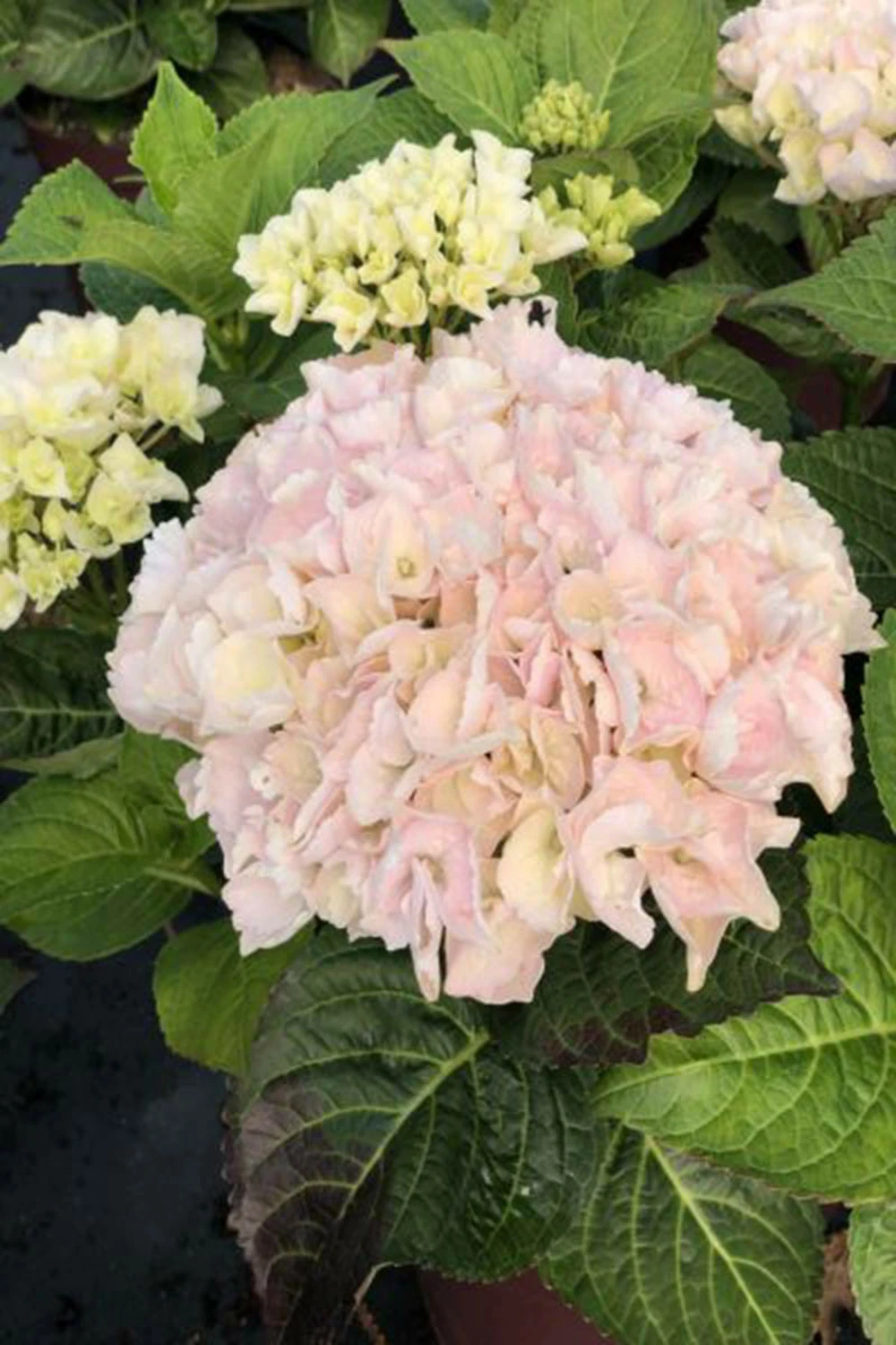 Hortensia Rembrandt ? 'elegant Rosa' - 5l 1 Hortensia Rembrandt ? 'elegant Rosa' - 5l