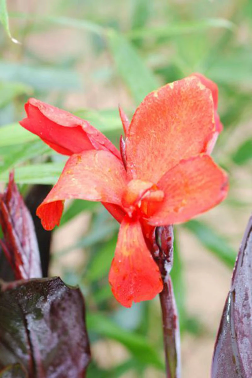 Canna 'bronze Scarlet' - 3l 1 Canna 'bronze Scarlet' - 3l