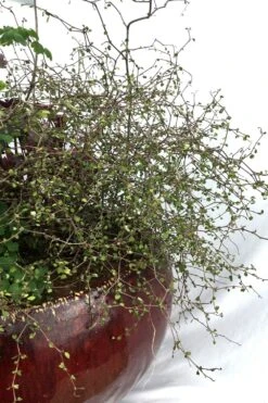 Muehlenbeckia Astonii - 3l