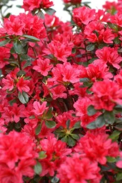 Azalée Du Japon 'hino Crimson ' - 3l