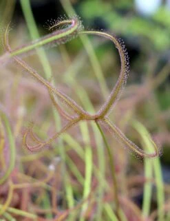 Drosera Binata 'marston Dragon' Caractéristique - Pot 9 Cm