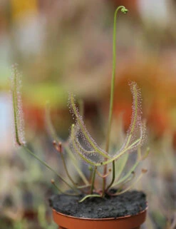 Drosera Binata - Mont Ruapehu - Alpin Form 5 Drosera Binata - Mont Ruapehu - Alpin Form -Ryobi Jardin Boutique 648861c8358132.49931676