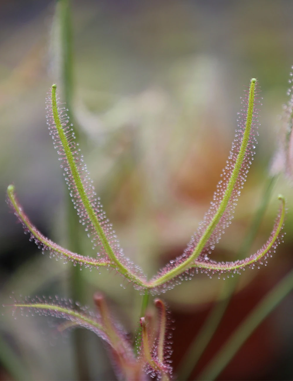 Drosera Binata - Mont Ruapehu - Alpin Form 1 Drosera Binata - Mont Ruapehu - Alpin Form
