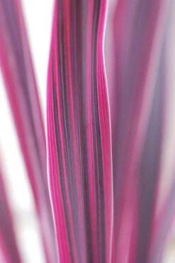 Cordyline 'pink Passion ? ' - 3l