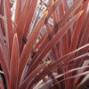 Cordyline 'red Star' - 5l