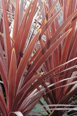 Cordyline 'red Star' - 5l