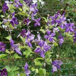 Clématite 'tie Dye' Clematis Jackmanii 3l -Ryobi Jardin Boutique 648993b12a7d77.11995738