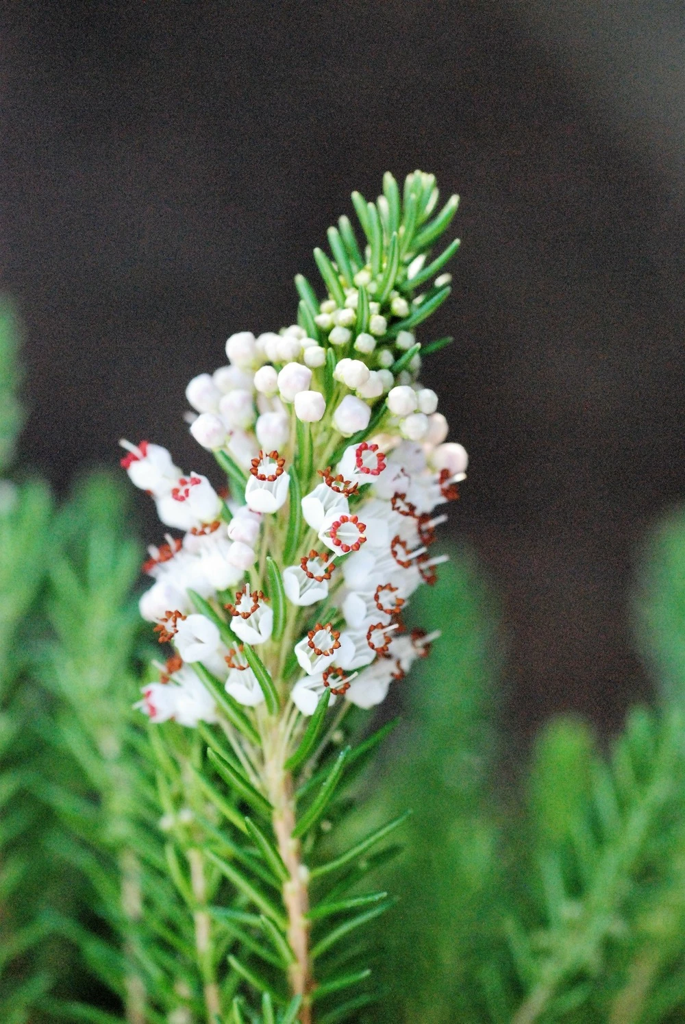 Bruyère Vagabonde 'alba' - 3l 1 Bruyère Vagabonde 'alba' - 3l