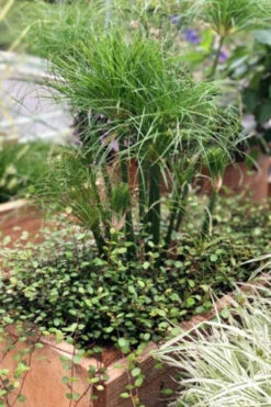 Papyrus 'nofretete' - 3l